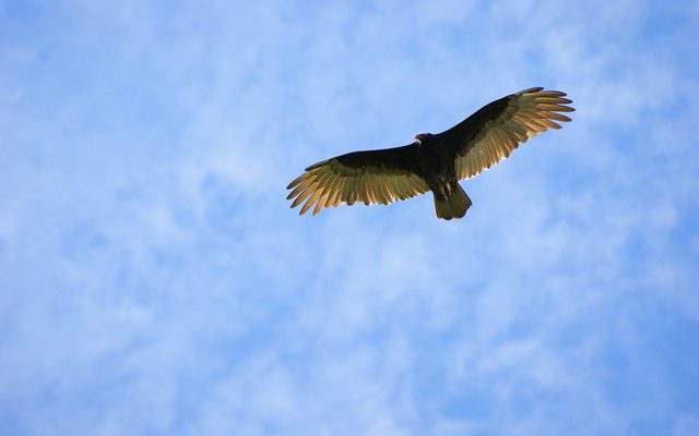 Vulture, Animal, Bird