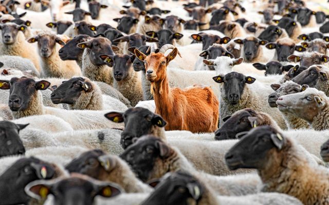 Goat in flock of sheep